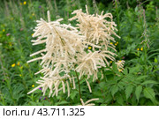 Арункус двудомный (Aruncus dioicus) Стоковое фото, фотограф Ирина Яровая / Фотобанк Лори