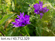 Колокольчик скученный (Campanula glomerata) Стоковое фото, фотограф Ирина Яровая / Фотобанк Лори