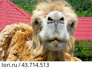 Портрет большого красивого верблюда. Portrait of the beautiful camel. Стоковое фото, фотограф Татьяна Д / Фотобанк Лори