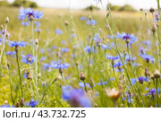Summer landscape with bright blooming cornflowers in the field. Стоковое фото, фотограф Татьяна Яцевич / Фотобанк Лори