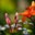 Beautiful lily flower background. Amazing view of bright orange lily buds and white chamomile flowering in garden at middle of sunny summer of spring day with green grass landscape. Botany concept. Стоковое фото, фотограф Евгений / Фотобанк Лори
