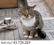 Кошка сидит на палубе рыболовной шлюпки. A cat sits on the deck of a fishing dinghy. Стоковое фото, фотограф Татьяна Д / Фотобанк Лори