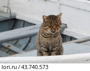 Кошка сидит на палубе рыболовной шлюпки. A cat sits on the deck of a fishing dinghy. Стоковое фото, фотограф Татьяна Д / Фотобанк Лори