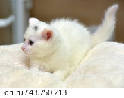 A white kitten with blue eyes, lying on a soft light beige blanket. The kitten has a pink nose and ears, as well as fine fur, creating the impression of fluffiness. On his forehead, a small gray spot is noticeable, adding uniqueness to his appearance. The kitten looks very cute and touching, his gaze is calm and a little thoughtful. The background of the photo is blurred, which helps to highlight the main character and create a cozy, homely atmosphere. Стоковое фото, фотограф Анна Кривицкая / Фотобанк Лори