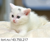 A white kitten with blue eyes, lying on a soft light beige blanket. The kitten has a pink nose and ears, as well as fine fur, creating the impression of fluffiness. On his forehead, a small gray spot is noticeable, adding uniqueness to his appearance. The kitten looks very cute and touching, his gaze is calm and a little thoughtful. The background of the photo is blurred, which helps to highlight the main character and create a cozy, homely atmosphere. Стоковое фото, фотограф Анна Кривицкая / Фотобанк Лори