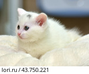 A white kitten with blue eyes, lying on a soft light beige blanket. The kitten has a pink nose and ears, as well as fine fur, creating the impression of fluffiness. On his forehead, a small gray spot is noticeable, adding uniqueness to his appearance. The kitten looks very cute and touching, his gaze is calm and a little thoughtful. The background of the photo is blurred, which helps to highlight the main character and create a cozy, homely atmosphere. Стоковое фото, фотограф Анна Кривицкая / Фотобанк Лори