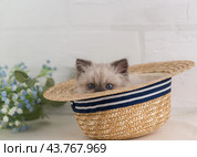 Голубоглазый котёнок окраса колор-пойнт выглядывает из соломенной шляпы. Стоковое фото, фотограф Наталья Гармашева / Фотобанк Лори