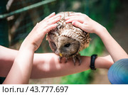 People hold and pet Ural owl (Strix uralensis) bird on arm as a caring of a World Animal Day. Стоковое фото, фотограф Татьяна Терехина / Фотобанк Лори