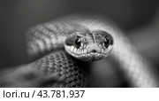 Close-Up of a Snake's Head in Black and White, Displaying Intricate Scales and Features. Стоковое AI-изображение, AI-художник Юлия Гапеенко / Фотобанк Лори