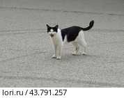 Черно-белая уличная кошка. Стоковое фото, фотограф Ави Христова / Фотобанк Лори