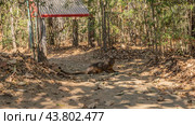A unique predator endemic to Madagascar, the fossa, cryptoprocta ferox sits on a dirt track in the forest. Glossy brown fur, long tail, careful look at the camera. Kirindy forest. Side view. Стоковое фото, фотограф Вера Ивановна Кубарева / Фотобанк Лори
