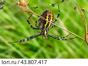 Female spider Argiope Bruennichi on a web with dead insects in a garden on a background of green grass. Стоковое фото, фотограф Андрей С / Фотобанк Лори
