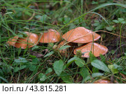 Close-up of Slippery Jack Mushrooms or Sticky bun (Suillus luteus) boletus mushrooms growing in the forest. Wild Harvest, Mushrooming season in forest. Стоковое фото, фотограф Мария Зубарева / Фотобанк Лори