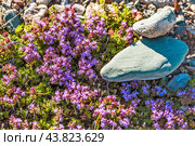 Thymus serpyllum L. (семейство Lamiaceae) - Тимьян ползучий на каменистом грунте в Курайской степи. Кош-Агачский район республики Алтай. Западная Сибирь. Стоковое фото, фотограф Евгений Мухортов / Фотобанк Лори