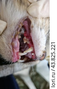 A close-up of the cat's mouth showing problems with its teeth and gums. The gums are visible, which are very inflamed and bleeding. There is significant plaque and tartar on the teeth. The kitten is suffering from dental disease, probably periodontitis or gingivitis. The cat's mouth is open, and both the upper and lower teeth are visible. The photo also shows a person's gloved hands carefully holding the cat's mouth open for inspection. The background is blurred, allowing attention to be focused on the condition of the cat's teeth and gums. Стоковое фото, фотограф Анна Кривицкая / Фотобанк Лори