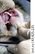 A close-up of the cat's mouth showing problems with its teeth and gums. The gums are visible, which are very inflamed and bleeding. There is significant plaque and tartar on the teeth. The kitten is suffering from dental disease, probably periodontitis or gingivitis. The cat's mouth is open, and both the upper and lower teeth are visible. The photo also shows a person's gloved hands carefully holding the cat's mouth open for inspection. The background is blurred, allowing attention to be focused on the condition of the cat's teeth and gums. Стоковое фото, фотограф Анна Кривицкая / Фотобанк Лори