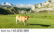 Cow of the Asturian mountain breed sits on a lawn in a national park. Стоковое фото, фотограф Татьяна Яцевич / Фотобанк Лори