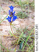 Gentiana decumbens L. f. (familia Gentianaceae) - Горечавка лежачая. Общий вид растений в природных условиях.предгорье Алтайских гор. Кош-Агачский район горного Алтая. Стоковое фото, фотограф Евгений Мухортов / Фотобанк Лори