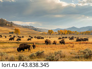 Herd of bison grazing in autumn prairie. Стоковое AI-изображение, AI-художник Иван Рябоконь / Фотобанк Лори