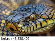 Closeup of a serpent's scales and eye. Стоковое AI-изображение, AI-художник Иван Рябоконь / Фотобанк Лори
