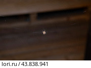 Паучок и паутина. Стоковое фото, фотограф Дмитрий Петров / Фотобанк Лори