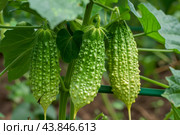 Green bitter melon, bitter gourd or momordica charantia hanging on a vine. Стоковое AI-изображение, AI-художник Иван Рябоконь / Фотобанк Лори