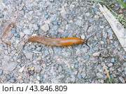 Slug pest Arion vulgaris snail on the ground. Стоковое фото, фотограф Константин Григорьев / Фотобанк Лори