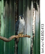 Peale's falcon (Falco peregrinus pealei) bird sitting close up, portrait. Стоковое фото, фотограф Татьяна Терехина / Фотобанк Лори