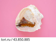 Beautiful big cockleshell isolated on pink background. Стоковое фото, фотограф Павел Муравьев / Фотобанк Лори