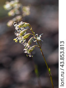 Silene sobolevskajae Czerep. (семейство Caryophyllaceae) - Смолёвка Соболевской. Кош-Агачский район горного Алтая. Стоковое фото, фотограф Евгений Мухортов / Фотобанк Лори