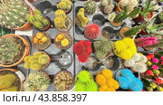 Moscow, March 19 2024, A colorful assortment of cacti and succulents are displayed in a nursery. The plants are arranged in various colors and sizes, creating a vibrant and lively atmosphere. Редакционное фото, фотограф Скрипачев Антон / Фотобанк Лори