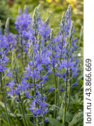 Camassia leichtlinii Caerulea flower in a garden. Стоковое фото, фотограф Ольга Сейфутдинова / Фотобанк Лори