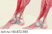 Human foot anatomy showing bones, tendons, ligaments and vascular system. Стоковое AI-изображение, AI-художник Юрий Поздников / Фотобанк Лори