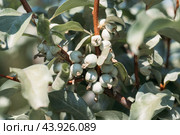 Branch with silver berries and leaves of wolf willow bush closeup. Silverberry, rabbitberry, elaeagnus commutata background. Стоковое фото, фотограф Марина Багрова / Фотобанк Лори