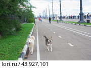 Собаки на беговой дорожке. Стоковое фото, фотограф Антон Камынин / Фотобанк Лори