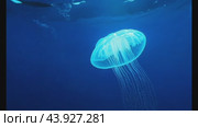Mesmerizing jellyfish gently pulsing in the ocean. Стоковое AI-видео, аниматор Данил Руденко / Фотобанк Лори