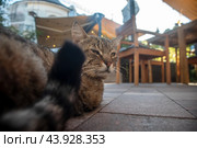 Кот отдыхает на территории уличного кафе на Курортном проспекте в центре города Зеленоградска Калининградской области, Россия (2024 год). Редакционное фото, фотограф Николай Винокуров / Фотобанк Лори