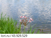 Сусак зонтичный, Семейство Сусаковые (Butomaceae), мелководное растение или болотное ноголетнее растение, берег реки Дон, Волгоградская область, Россия. Стоковое фото, фотограф Андрей Цыганков / Фотобанк Лори