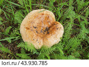 Гриб свинушка тонкая (Paxillus involutus)на фоне зеленой травы. Стоковое фото, фотограф Сергей Овчинников / Фотобанк Лори
