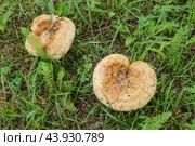 Гриб свинушка тонкая (Paxillus involutus)на фоне зеленой травы. Стоковое фото, фотограф Сергей Овчинников / Фотобанк Лори