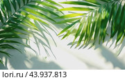 Tropical palm leaves casting shadows on white background. Стоковое AI-видео, аниматор Юрий Поздников / Фотобанк Лори