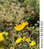 Тахина или ежемуха.Tachinidae. Стоковое фото, фотограф Елена Рассоха / Фотобанк Лори