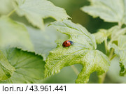 Beautiful ladybug on green currant leaf. Red beetle with seven black dots coccinella septempunctata on a green background. Стоковое фото, фотограф Марина Багрова / Фотобанк Лори