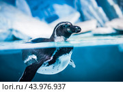 Humboldt Penguin (Spheniscus humboldti) Стоковое фото, фотограф Андрей Армягов / Фотобанк Лори