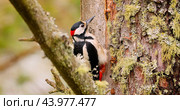 Great spotted woodpecker bird on a tree looking for food. Great spotted woodpecker (Dendrocopos major) is a medium-sized woodpecker with pied black and white plumage and a red patch on the lower belly. Стоковое фото, фотограф Андрей Армягов / Фотобанк Лори