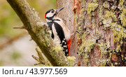 Great spotted woodpecker bird on a tree looking for food. Стоковое фото, фотограф Андрей Армягов / Фотобанк Лори
