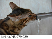 Бенгальский кот около крана с водой на кухне. Стоковое фото, фотограф Дмитрий Петров / Фотобанк Лори
