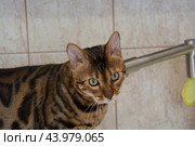 Бенгальский кот с красивыми зелеными глазами на кухне около крана с водой. Стоковое фото, фотограф Дмитрий Петров / Фотобанк Лори