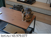 Красивый бенгальский кот сидит на столе. Стоковое фото, фотограф Дмитрий Петров / Фотобанк Лори