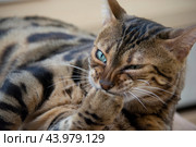 Красивый бенгальский кот с зелеными глазами лижет лапу, сморщив нос. Стоковое фото, фотограф Дмитрий Петров / Фотобанк Лори